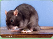 rat control Newport Shropshire